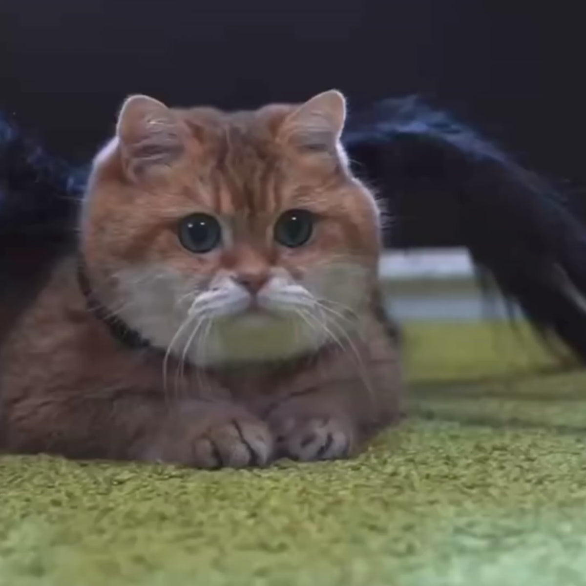 Funny Spider Costume for Cats & Dogs